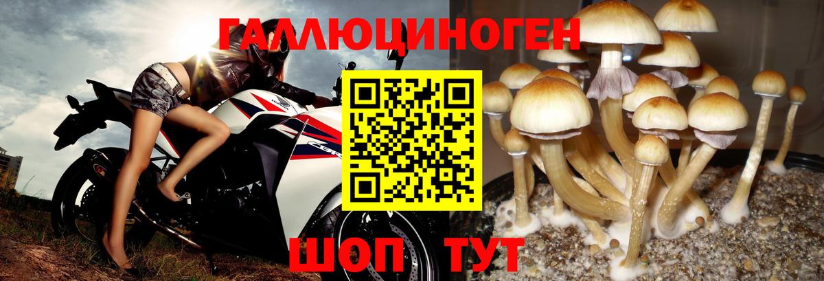 Обь  Галлюциногенные грибы Cubensis  Вход с VPN 